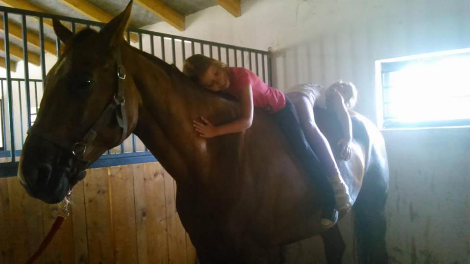 Caballus Lovasmajor Panzio *