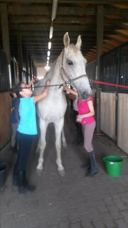 Bed and breakfast Caballus Lovasmajor Panzio